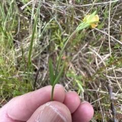 Hypericum japonicum at Aranda, ACT - 5 Nov 2022 05:58 PM