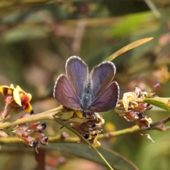 Erina sp. (genus) (A dusky blue butterfly) at O'Connor, ACT - 5 Nov 2022 by ConBoekel