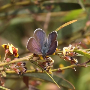 Erina sp. (genus) at O'Connor, ACT - 5 Nov 2022