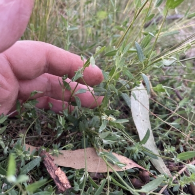 Einadia nutans (Climbing Saltbush) at Ngunnawal, ACT - 5 Nov 2022 by andrewbt