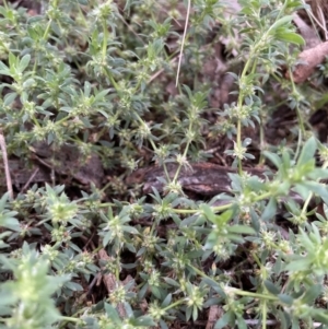 Paronychia brasiliana at Ngunnawal, ACT - 5 Nov 2022