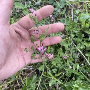 Fumaria sp. at Ngunnawal, ACT - 5 Nov 2022 07:16 PM