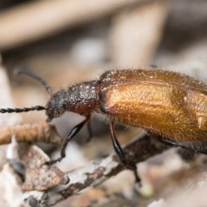 Ecnolagria grandis at Paddys River, ACT - 5 Nov 2022