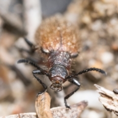 Ecnolagria grandis at Paddys River, ACT - 5 Nov 2022 01:00 PM