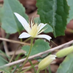 Clematis aristata (Mountain Clematis) at Mongarlowe River - 5 Nov 2022 by LisaH