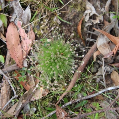 Centrolepis strigosa (Hairy Centrolepis) at Mongarlowe River - 5 Nov 2022 by LisaH