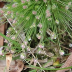 Centrolepis strigosa at Mongarlowe, NSW - 5 Nov 2022