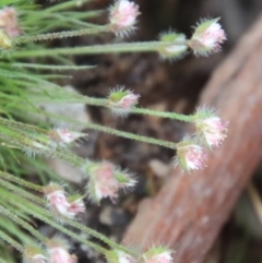 Centrolepis strigosa at Mongarlowe, NSW - 5 Nov 2022