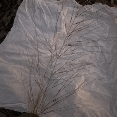 Austrostipa scabra (Corkscrew Grass, Slender Speargrass) at Aranda Bushland - 5 Nov 2022 by lbradley