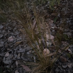 Austrostipa scabra at Aranda, ACT - 5 Nov 2022 07:56 PM