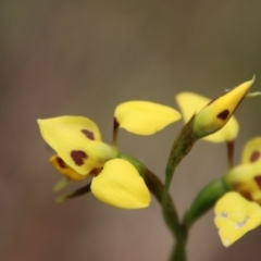 Diuris sulphurea (Tiger Orchid) at Mongarlowe, NSW - 5 Nov 2022 by LisaH