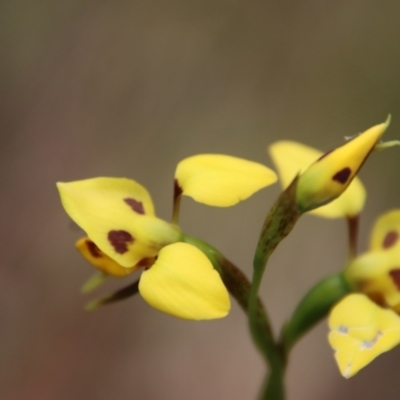 Diuris sulphurea (Tiger Orchid) at QPRC LGA - 5 Nov 2022 by LisaH