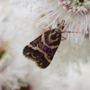 Scoparia spelaea at Murrumbateman, NSW - 5 Nov 2022