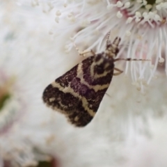 Scoparia spelaea (a Crambid moth) at Murrumbateman, NSW - 5 Nov 2022 by SimoneC