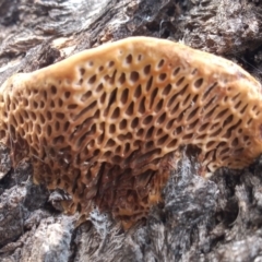 Hexagonia vesparia (Wasp Nest Polypore) at Greenway, ACT - 4 Nov 2022 by michaelb