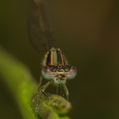 Coenagrionidae (family) (Unidentified damselfly) at Jeir, NSW - 5 Nov 2022 by amiessmacro