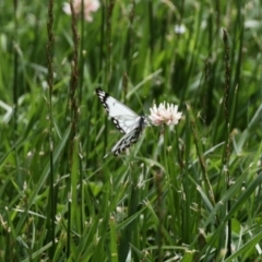 Belenois java (Caper White) at Acton, ACT - 5 Nov 2022 by KMcCue