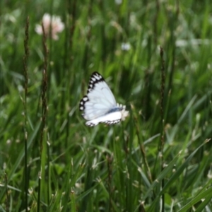 Belenois java at Acton, ACT - 5 Nov 2022