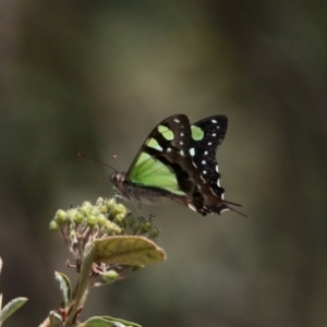 Graphium macleayanum at Acton, ACT - 5 Nov 2022