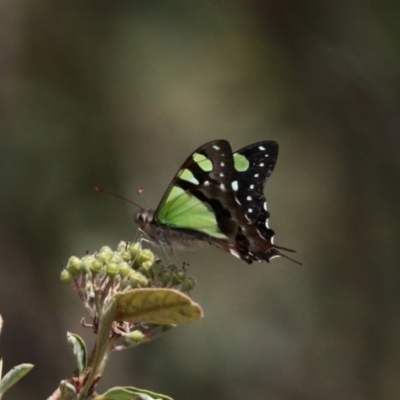 Graphium macleayanum (Macleay's Swallowtail) at ANBG - 4 Nov 2022 by KMcCue