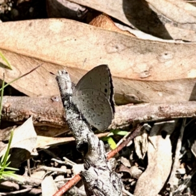 Erina hyacinthina (Varied Dusky-blue) at ANBG - 5 Nov 2022 by KMcCue