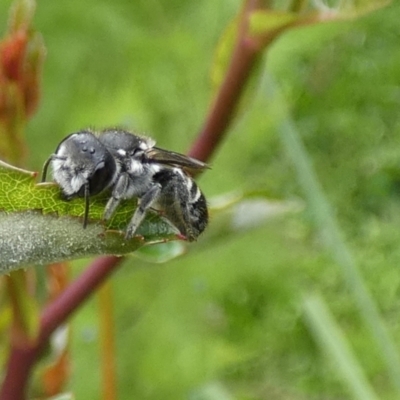 Megachile (Hackeriapis) oblonga (A Megachild bee) at QPRC LGA - 5 Nov 2022 by Paul4K