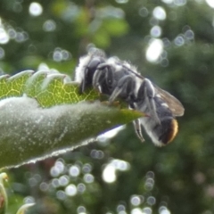 Megachile (Hackeriapis) oblonga at Queanbeyan, NSW - 5 Nov 2022