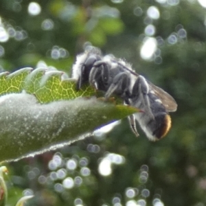 Megachile (Hackeriapis) oblonga at Queanbeyan, NSW - suppressed