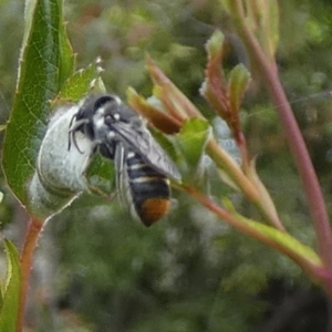 Megachile (Hackeriapis) oblonga at Queanbeyan, NSW - 5 Nov 2022