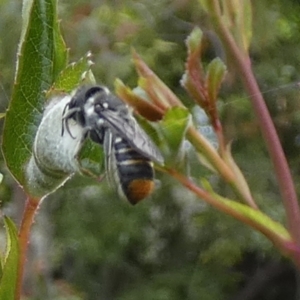 Megachile (Hackeriapis) oblonga at Queanbeyan, NSW - suppressed