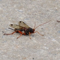 Echthromorpha intricatoria (Cream-spotted Ichneumon) at Jerrabomberra Wetlands - 4 Nov 2022 by RodDeb