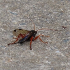 Echthromorpha intricatoria at Fyshwick, ACT - 4 Nov 2022