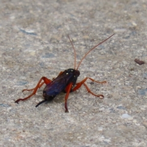 Echthromorpha intricatoria at Fyshwick, ACT - 4 Nov 2022 02:28 PM