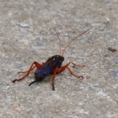 Echthromorpha intricatoria at Fyshwick, ACT - 4 Nov 2022