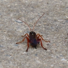 Echthromorpha intricatoria at Fyshwick, ACT - 4 Nov 2022 02:28 PM