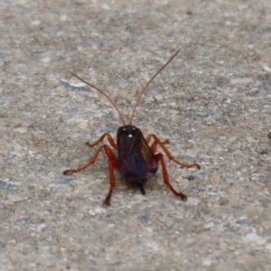 Echthromorpha intricatoria at Fyshwick, ACT - 4 Nov 2022