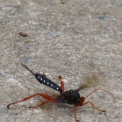 Echthromorpha intricatoria at Fyshwick, ACT - 4 Nov 2022 02:28 PM