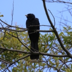 Eudynamys orientalis (Pacific Koel) at Jerrabomberra Wetlands - 4 Nov 2022 by RodDeb