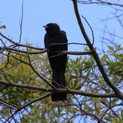 Eudynamys orientalis (Pacific Koel) at Fyshwick, ACT - 4 Nov 2022 by RodDeb