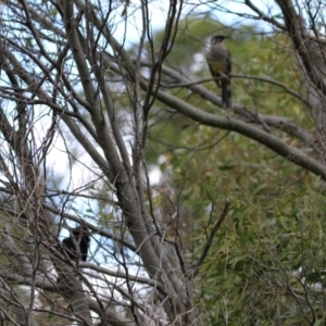 Eudynamys orientalis at Fyshwick, ACT - 4 Nov 2022