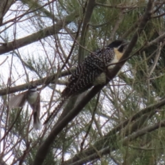 Eudynamys orientalis (Pacific Koel) at Jerrabomberra Wetlands - 4 Nov 2022 by RodDeb