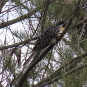 Eudynamys orientalis at Fyshwick, ACT - 4 Nov 2022