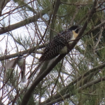 Eudynamys orientalis (Pacific Koel) at Fyshwick, ACT - 4 Nov 2022 by RodDeb