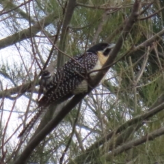 Eudynamys orientalis at Fyshwick, ACT - 4 Nov 2022