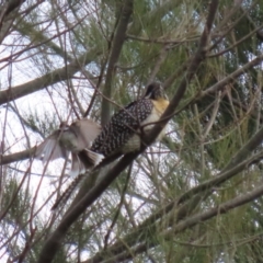 Eudynamys orientalis at Fyshwick, ACT - 4 Nov 2022