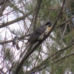 Eudynamys orientalis at Fyshwick, ACT - 4 Nov 2022