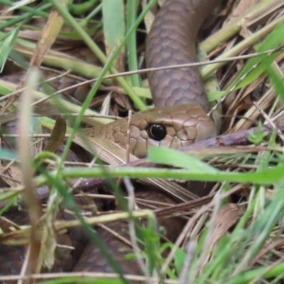 Pseudonaja textilis (Eastern Brown Snake) at Fyshwick, ACT - 4 Nov 2022 by RodDeb