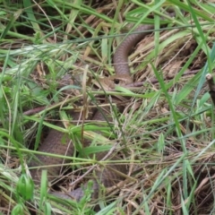 Pseudonaja textilis at Fyshwick, ACT - 4 Nov 2022