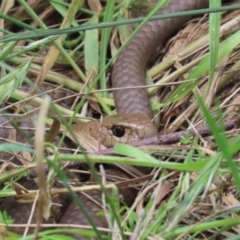 Pseudonaja textilis at Fyshwick, ACT - 4 Nov 2022 12:49 PM