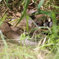 Pseudonaja textilis at Fyshwick, ACT - 4 Nov 2022